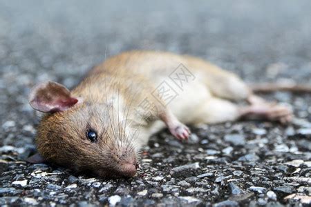 路上看到死老鼠